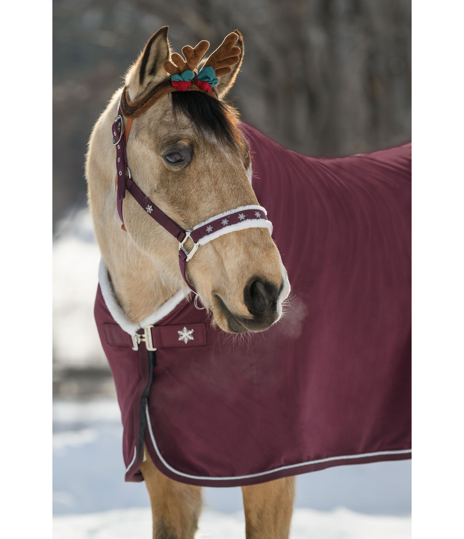 Christmas Collection Headcollar