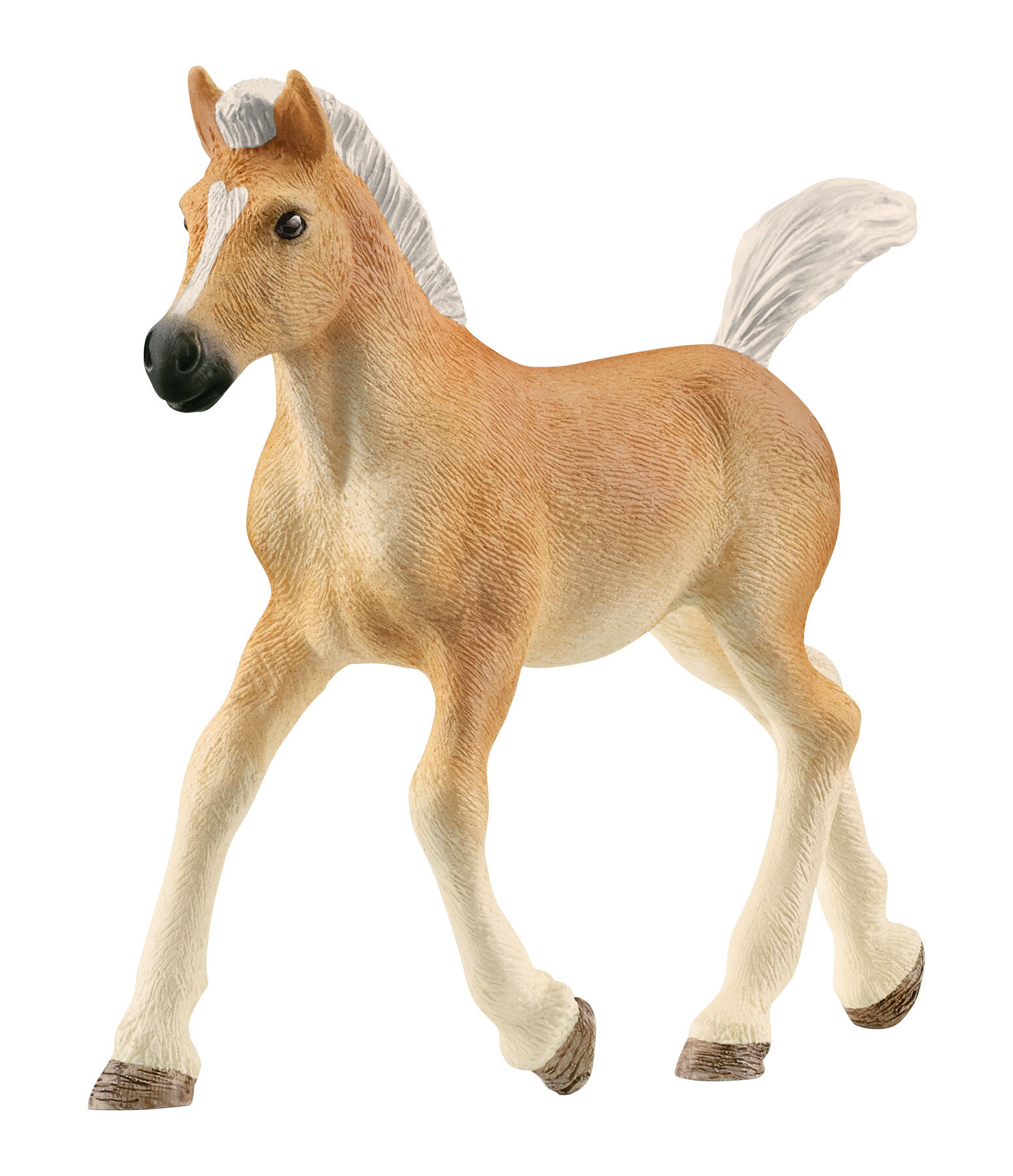 Haflinger Foal