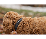 Sugar Dog Waterproof Dog Collar Mable