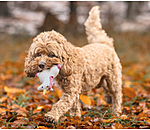 Squeaky Toy Unicorn for dogs