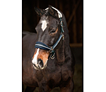 Headcollar Swiss Design