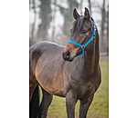 Headcollar Super Price