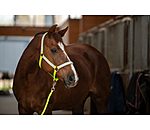 Hi-Vis Headcollar Shiny