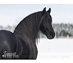 Friesian Horse Calendar 2025