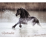 Friesian Horse Calendar 2025