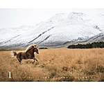 Icelandic Horse Calendar 2025