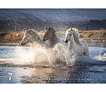 Icelandic Horse Calendar 2025