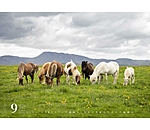 Icelandic Horse Calendar 2025