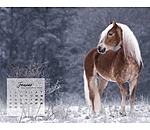 Haflinger Calendar 2025