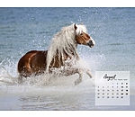 Haflinger Calendar 2025