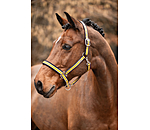 Headcollar Basic