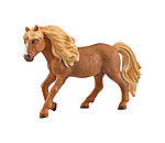 Iceland Pony Stallion