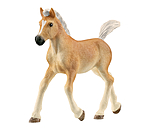 Haflinger Foal