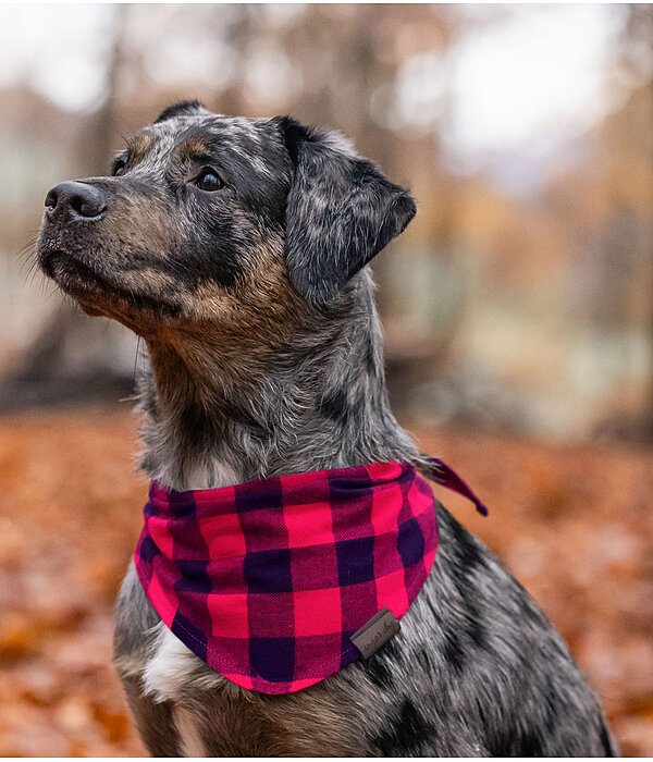 Dog Scarf Henry