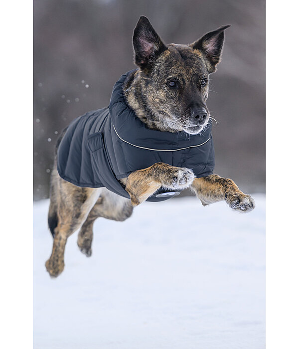 LED Dog Quilted Jacket Arlo, 300g