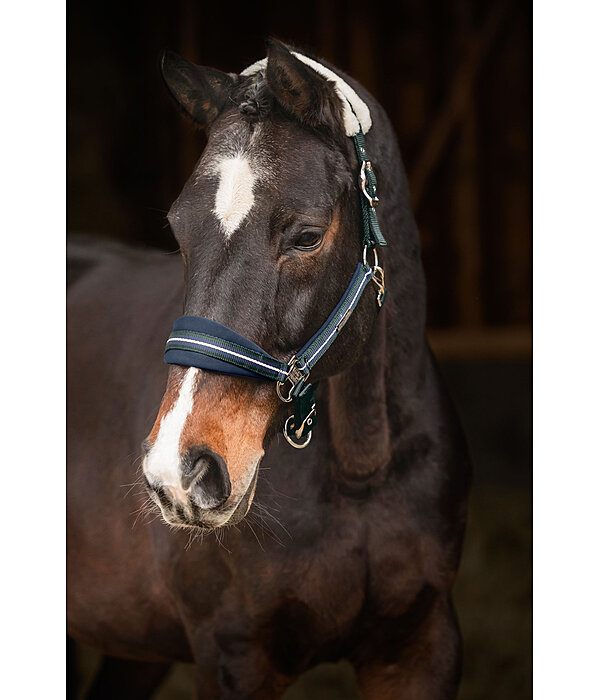 Headcollar Swiss Design