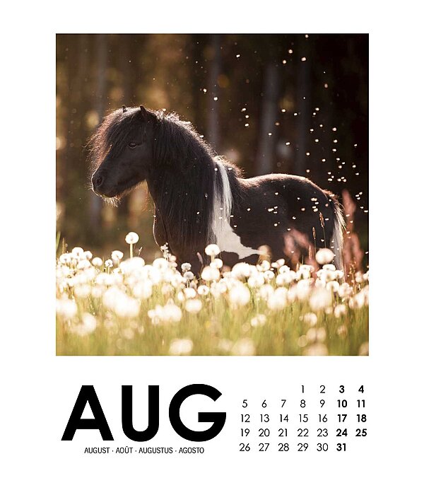 Horse Calendar 2025