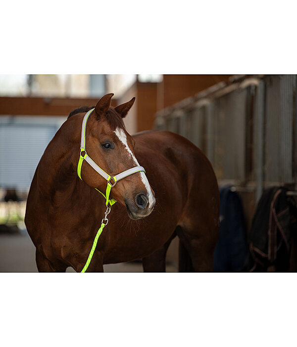 Hi-Vis Headcollar Shiny