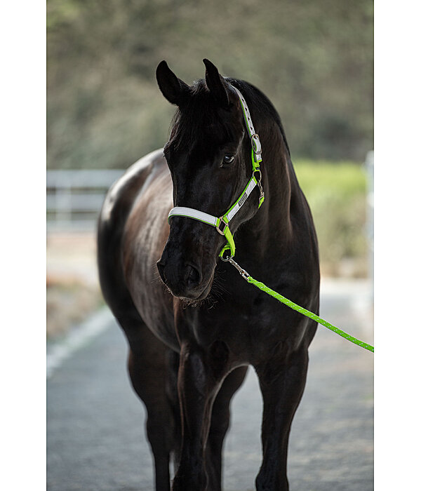 Hi-Vis Headcollar Shiny