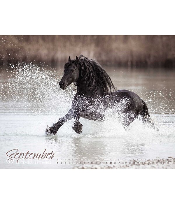 Friesian Horse Calendar 2025