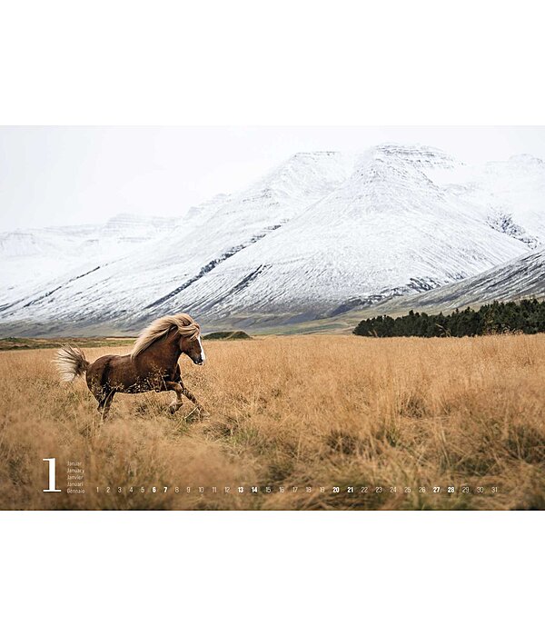 Icelandic Horse Calendar 2025