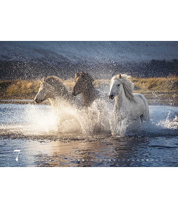 Icelandic Horse Calendar 2024 - Calendars - Kramer Equestrian
