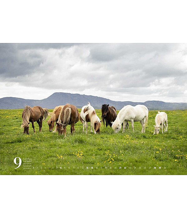 Icelandic Horse Calendar 2025