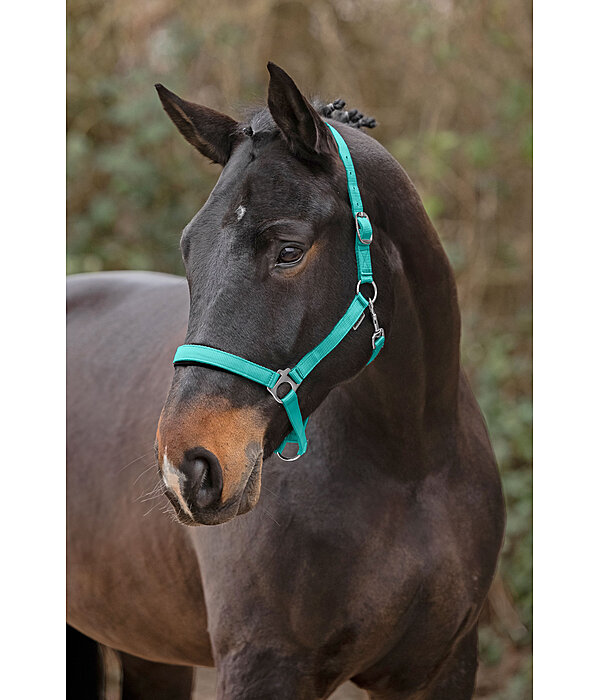 Headcollar Super Price ll