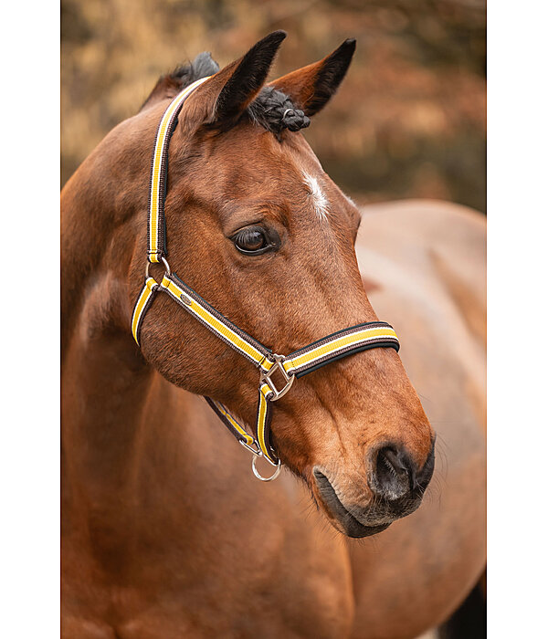 Headcollar Basic